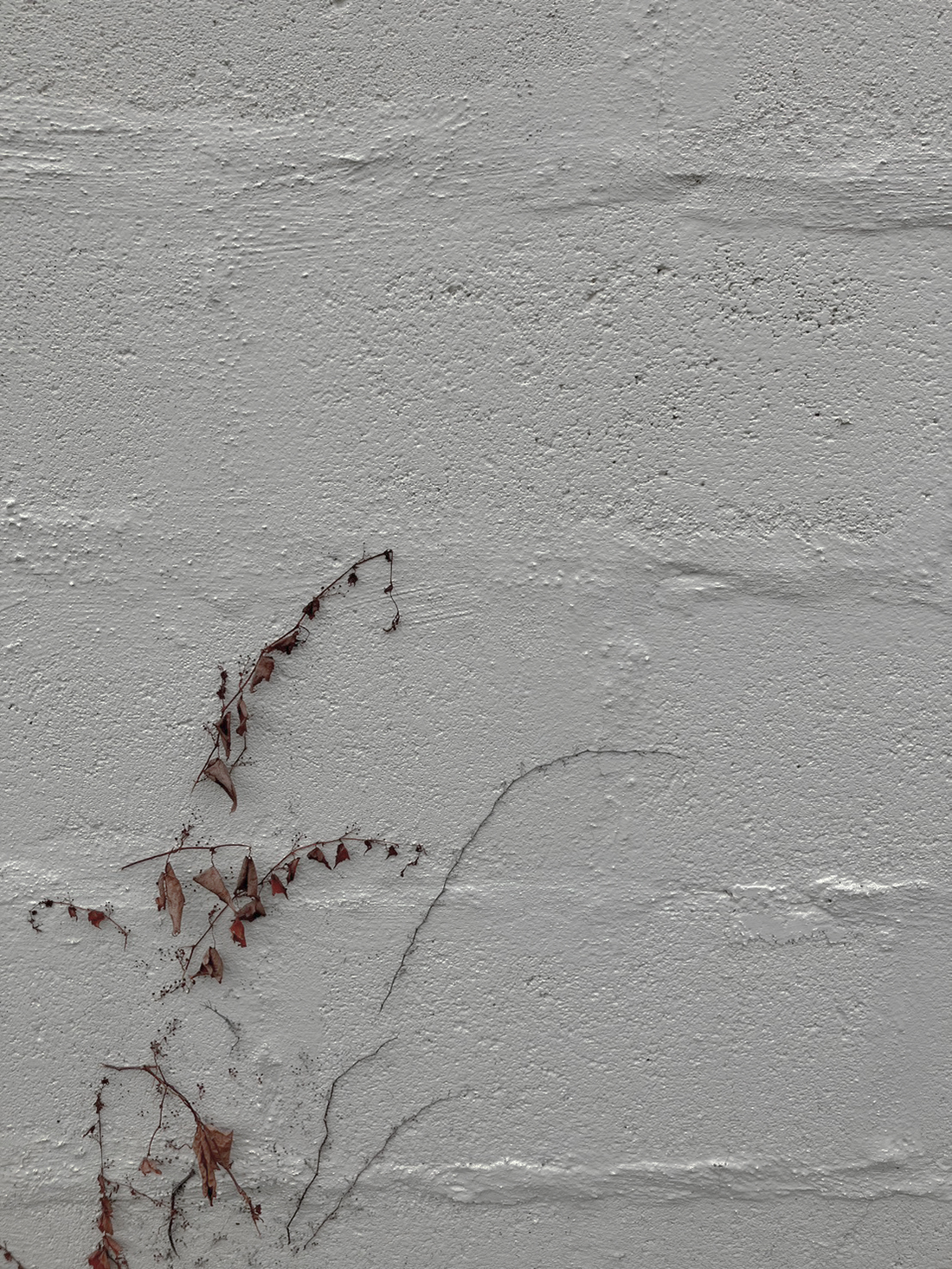 植物がはう壁面の画像